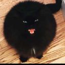 LFOXcat31