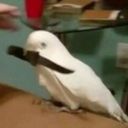 Loud_Whisper_