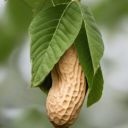 A_peanut_on_a_tree