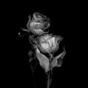 R0se_Dark