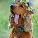 Chocolate_dog