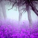 LavenderXXXX