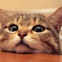 O_OKiTiKaT