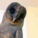 my-owl-business