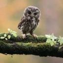 The_Magic_Owl