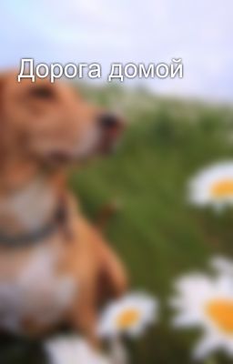 Дорога домой