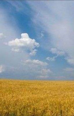 Золотые поля 