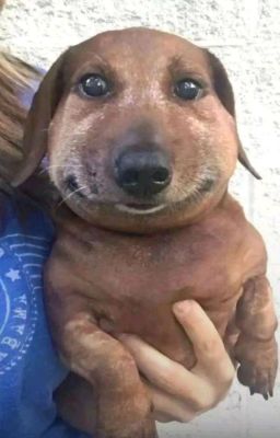 собака 