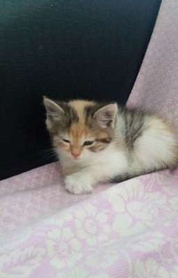 Котёнок 