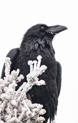 Союзова-Снейп-Принц-Блэк.