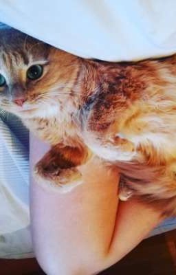 коту