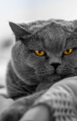 кот